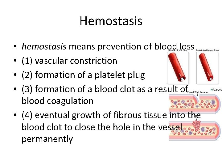 Hemostasis hemostasis means prevention of blood loss (1) vascular constriction (2) formation of a