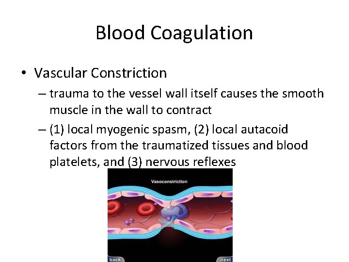 Blood Coagulation • Vascular Constriction – trauma to the vessel wall itself causes the