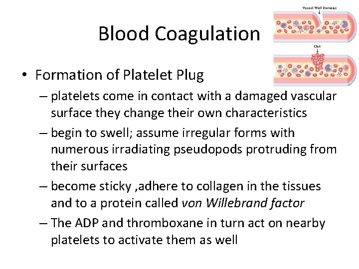 Blood Coagulation • Formation of Platelet Plug – platelets come in contact with a