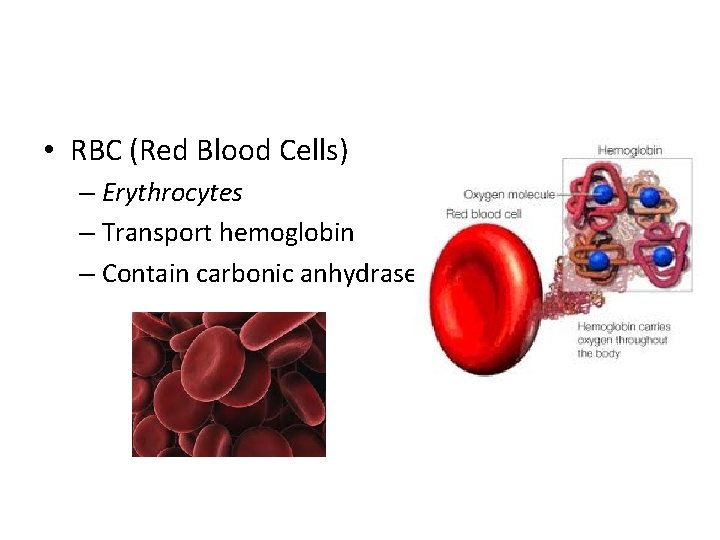  • RBC (Red Blood Cells) – Erythrocytes – Transport hemoglobin – Contain carbonic