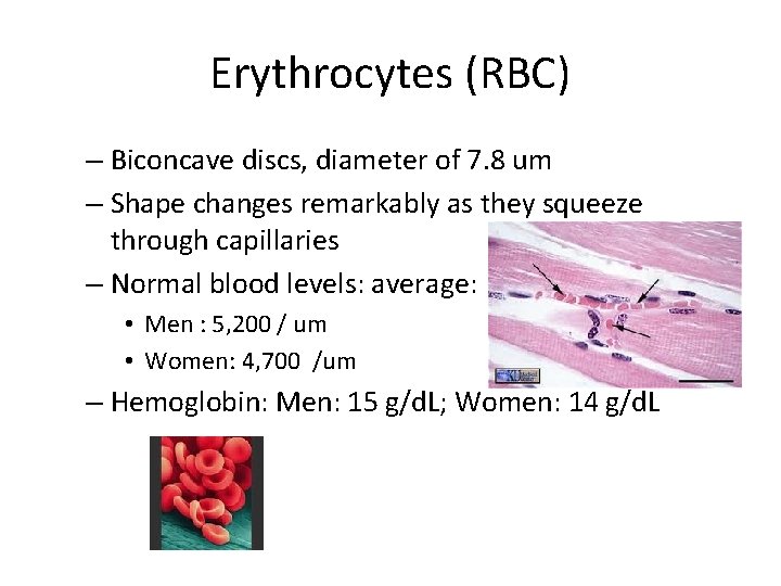 Erythrocytes (RBC) – Biconcave discs, diameter of 7. 8 um – Shape changes remarkably