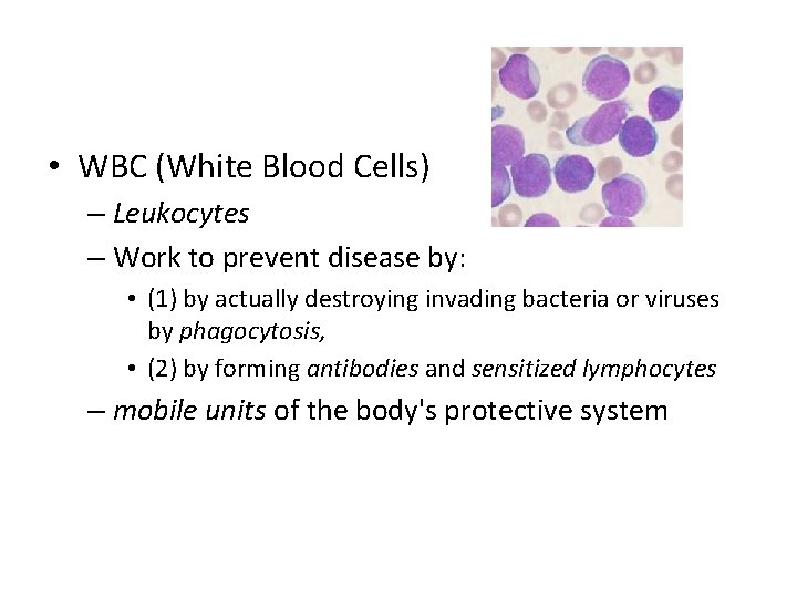  • WBC (White Blood Cells) – Leukocytes – Work to prevent disease by: