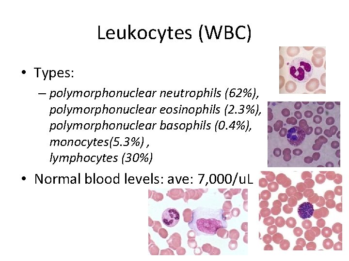 Leukocytes (WBC) • Types: – polymorphonuclear neutrophils (62%), polymorphonuclear eosinophils (2. 3%), polymorphonuclear basophils