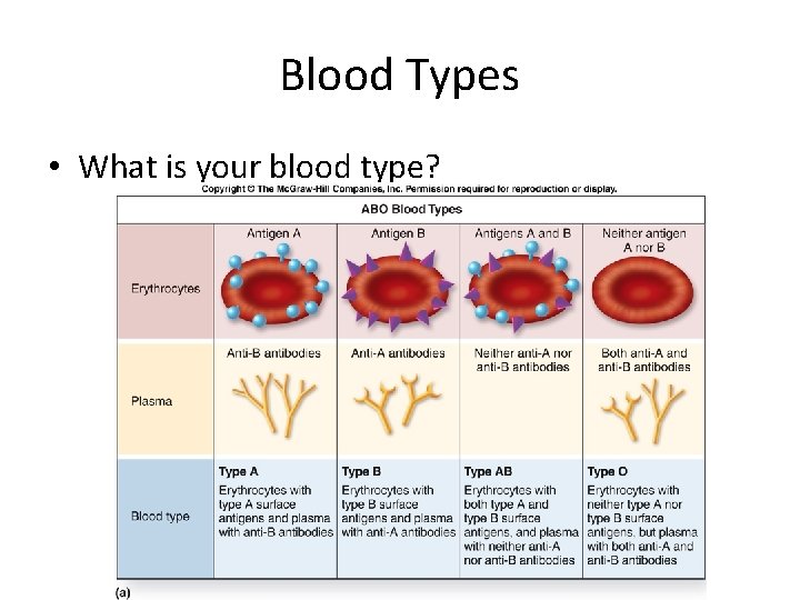 Blood Types • What is your blood type? 