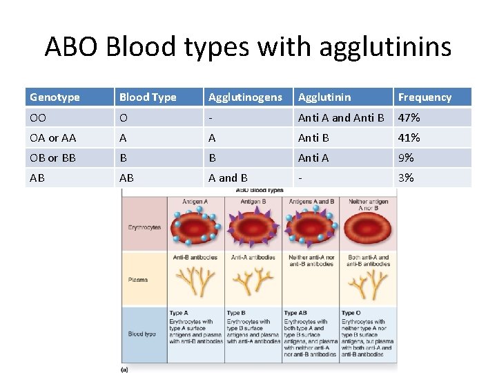 ABO Blood types with agglutinins Genotype Blood Type Agglutinogens Agglutinin Frequency OO O -