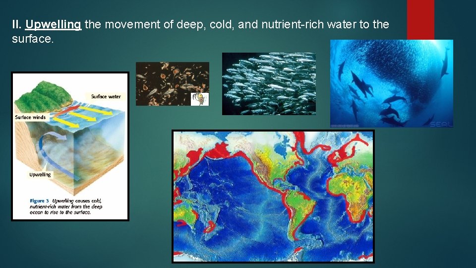II. Upwelling the movement of deep, cold, and nutrient-rich water to the surface. 