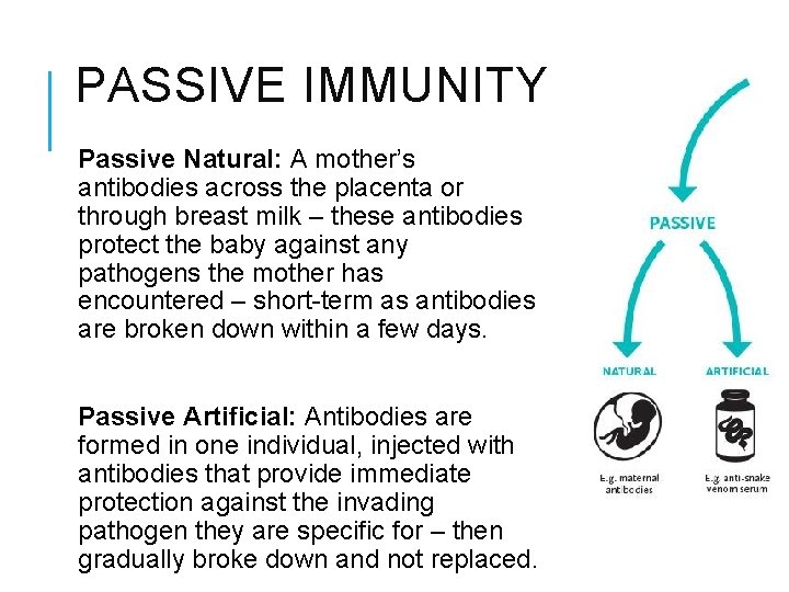 PASSIVE IMMUNITY Passive Natural: A mother’s antibodies across the placenta or through breast milk