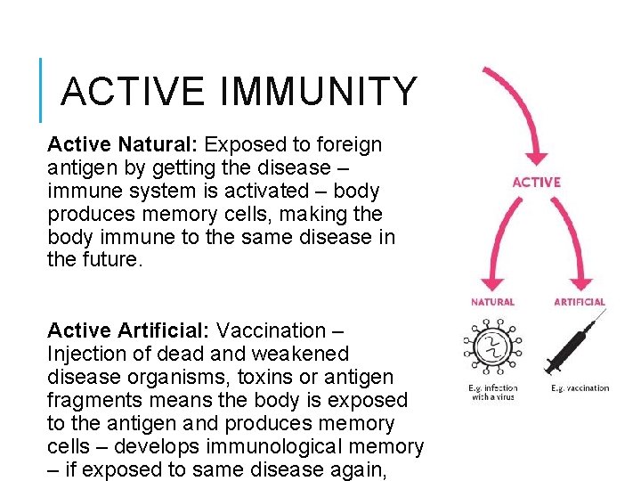 ACTIVE IMMUNITY Active Natural: Exposed to foreign antigen by getting the disease – immune