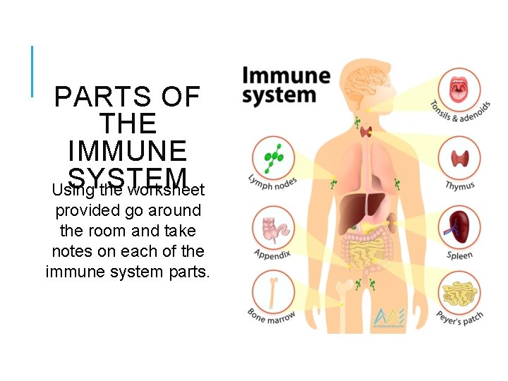 PARTS OF THE IMMUNE SYSTEM Using the worksheet provided go around the room and