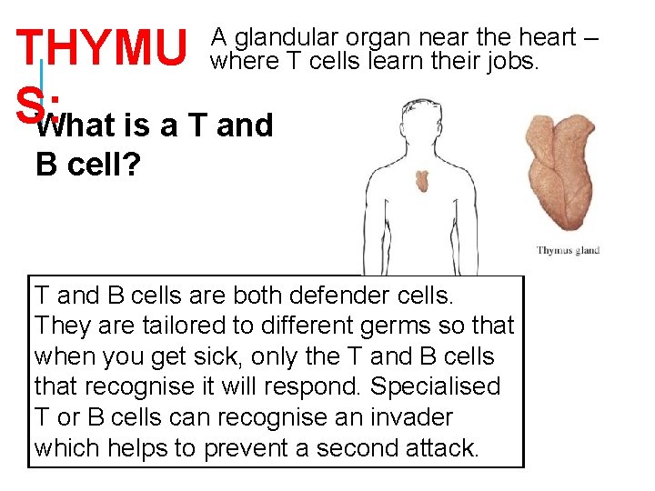 THYMU S: What is a T and A glandular organ near the heart –