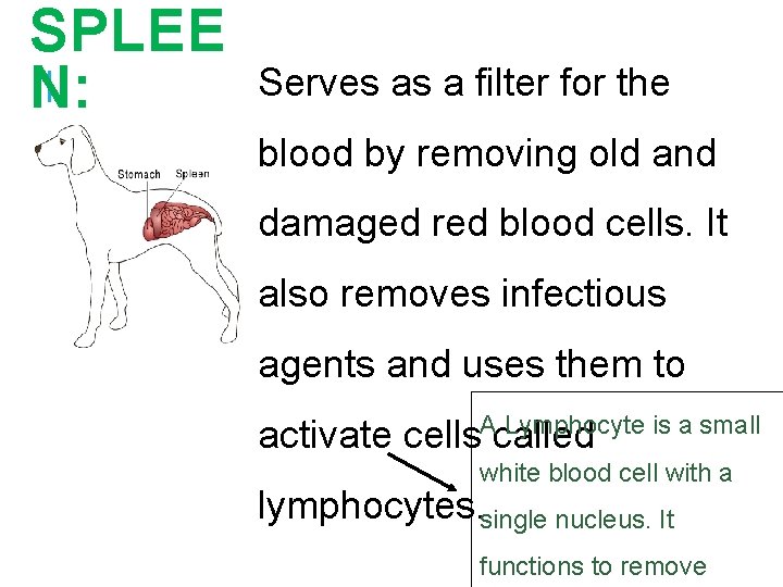 SPLEE N: Serves as a filter for the blood by removing old and damaged