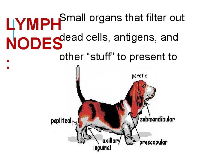 Small organs that filter out LYMPH dead cells, antigens, and NODES other “stuff” to
