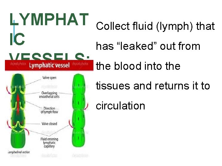 LYMPHAT Collect fluid (lymph) that IC has “leaked” out from VESSELS: the blood into