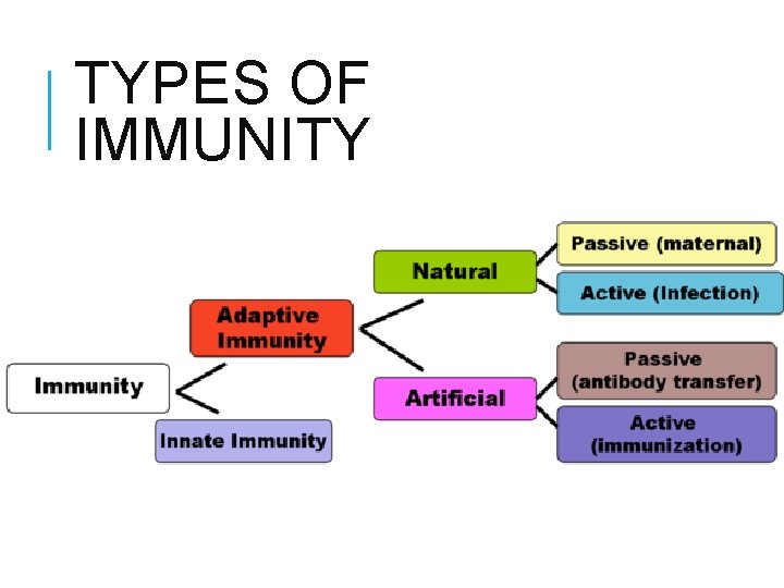 What Does Immunity Mean Mean at Bennie Walden blog
