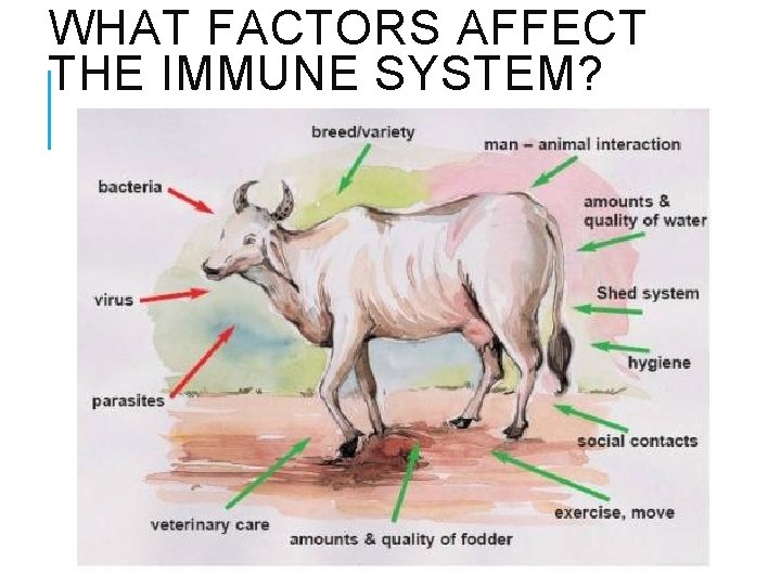WHAT FACTORS AFFECT THE IMMUNE SYSTEM? 