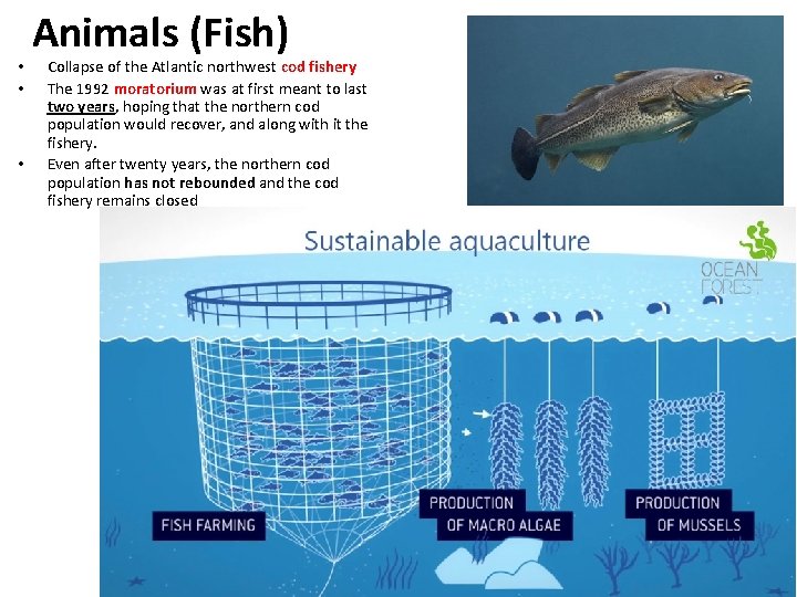  • • • Animals (Fish) Collapse of the Atlantic northwest cod fishery The