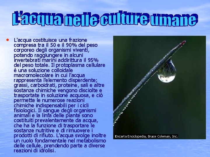  • L'acqua costituisce una frazione compresa tra il 50 e il 90% del