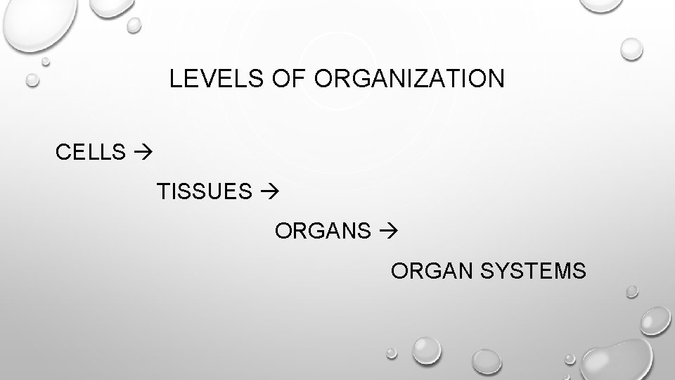 LEVELS OF ORGANIZATION CELLS TISSUES ORGAN SYSTEMS 