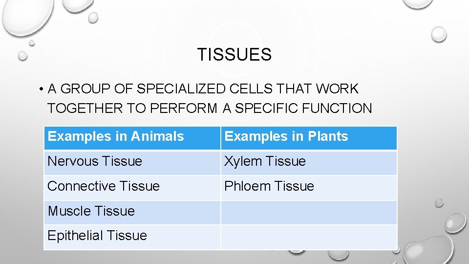 TISSUES • A GROUP OF SPECIALIZED CELLS THAT WORK TOGETHER TO PERFORM A SPECIFIC