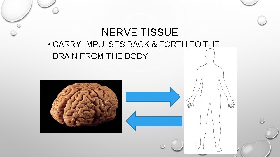 NERVE TISSUE • CARRY IMPULSES BACK & FORTH TO THE BRAIN FROM THE BODY