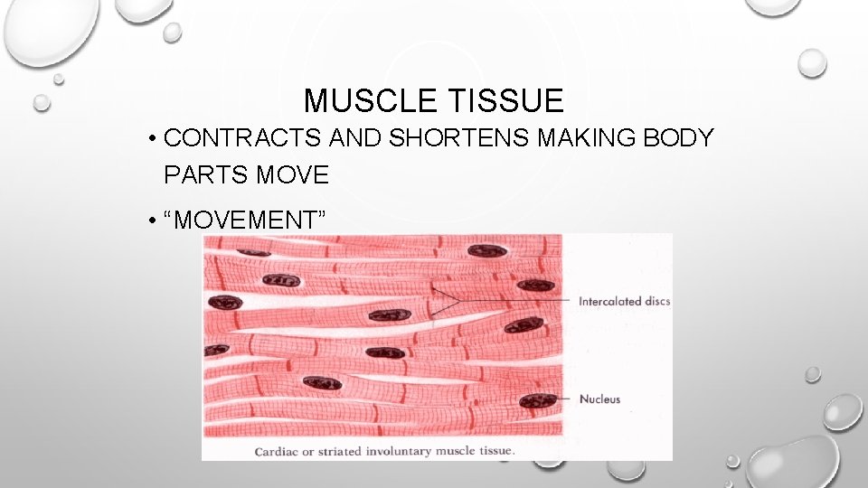MUSCLE TISSUE • CONTRACTS AND SHORTENS MAKING BODY PARTS MOVE • “MOVEMENT” 