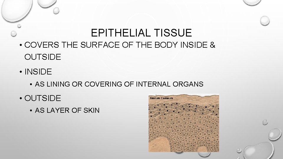 EPITHELIAL TISSUE • COVERS THE SURFACE OF THE BODY INSIDE & OUTSIDE • INSIDE