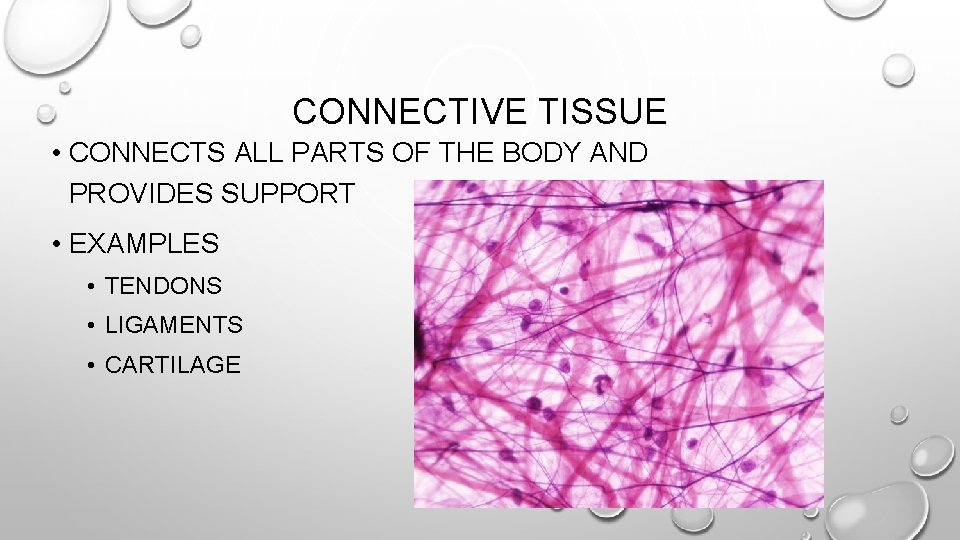CONNECTIVE TISSUE • CONNECTS ALL PARTS OF THE BODY AND PROVIDES SUPPORT • EXAMPLES