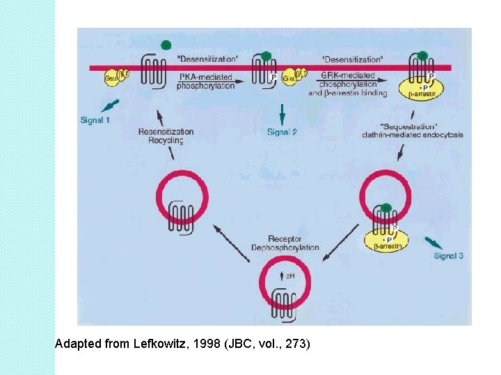 Adapted from Lefkowitz, 1998 (JBC, vol. , 273) 