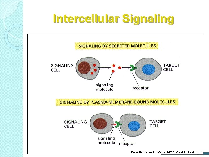 Intercellular Signaling 