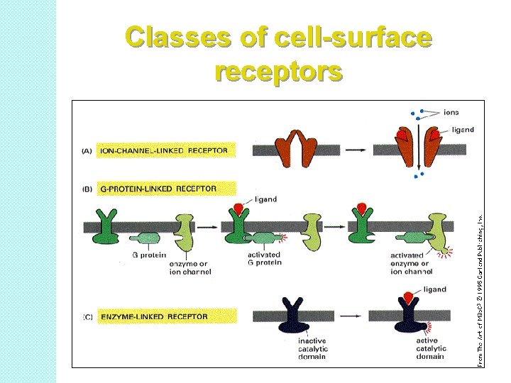 Classes of cell-surface receptors 