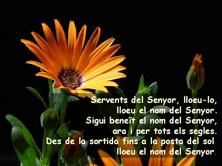 Servents del Senyor, lloeu-lo, lloeu el nom del Senyor. Sigui beneït el nom del