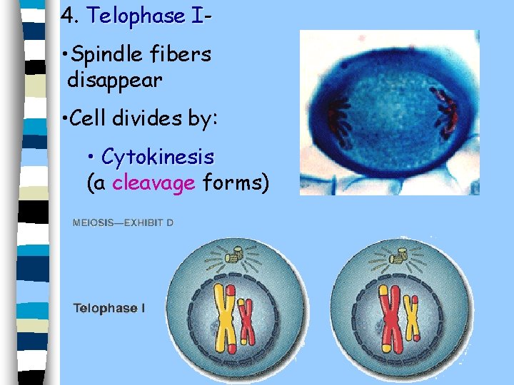 4. Telophase I- • Spindle fibers disappear • Cell divides by: • Cytokinesis (a