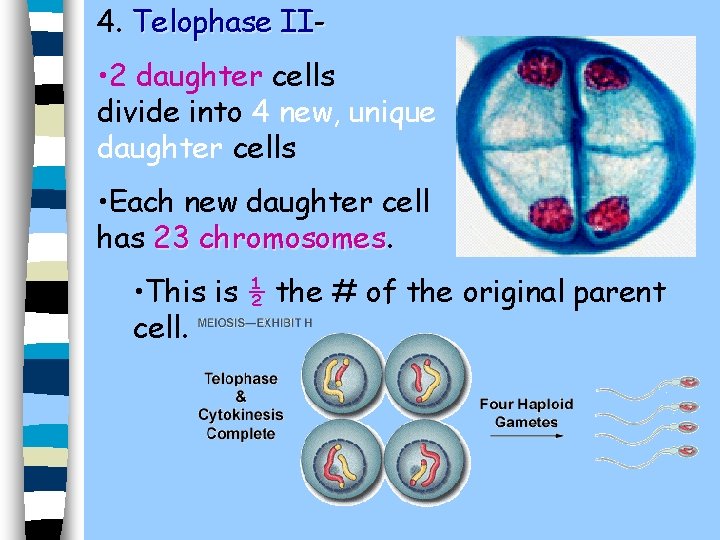 4. Telophase II- • 2 daughter cells divide into 4 new, unique daughter cells