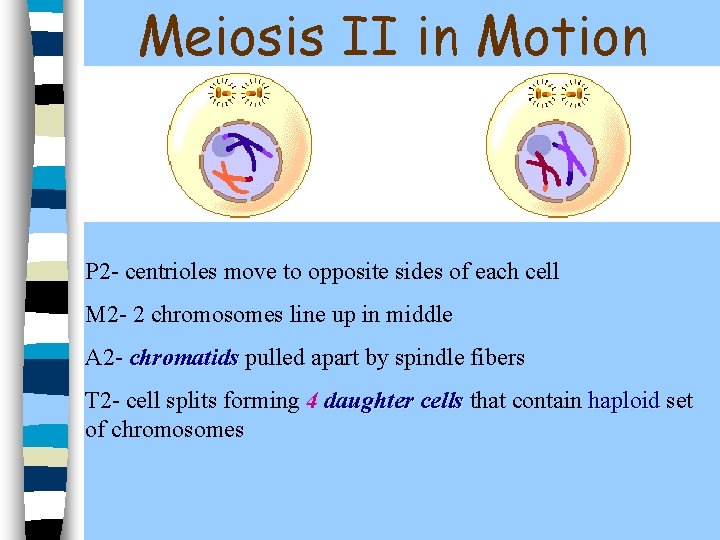 Meiosis II in Motion P 2 - centrioles move to opposite sides of each