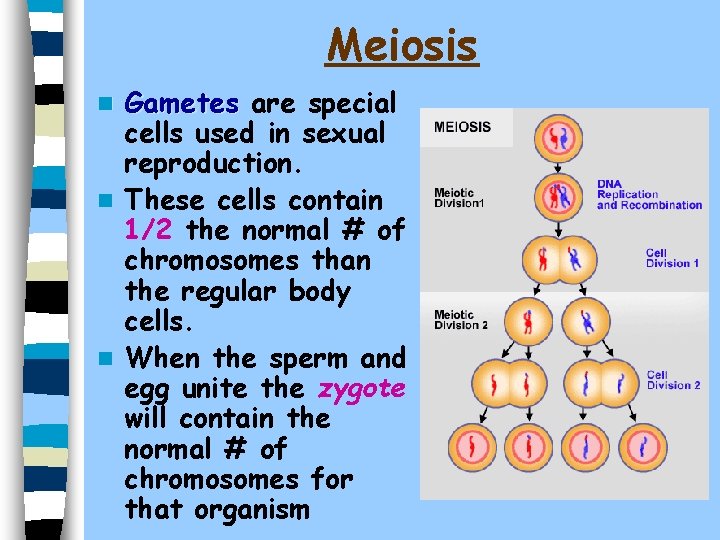 Meiosis Gametes are special cells used in sexual reproduction. n These cells contain 1/2