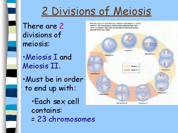 2 Divisions of Meiosis There are 2 divisions of meiosis: • Meiosis I and