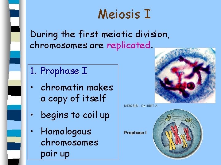 Meiosis I During the first meiotic division, chromosomes are replicated. 1. Prophase I •