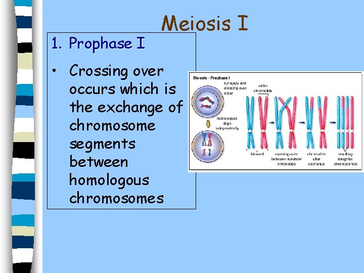 1. Prophase I Meiosis I • Crossing over occurs which is the exchange of