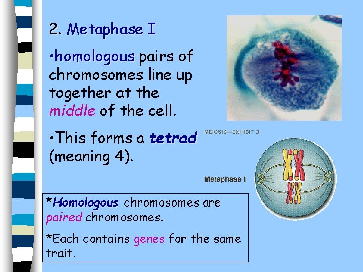 2. Metaphase I • homologous pairs of chromosomes line up together at the middle