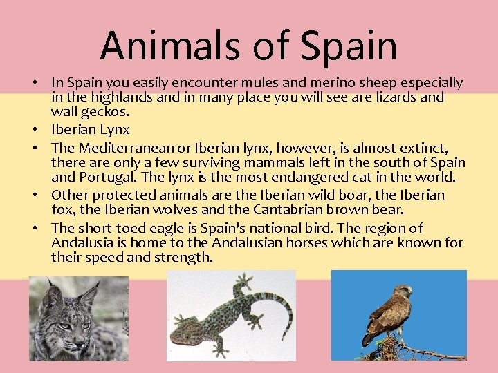 Animals of Spain • In Spain you easily encounter mules and merino sheep especially