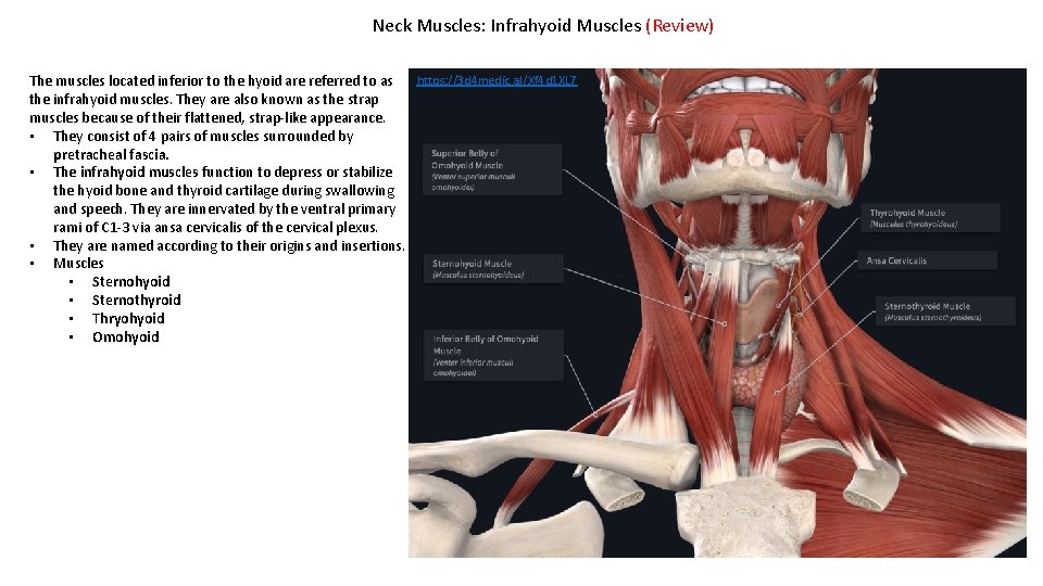 Neck Muscles: Infrahyoid Muscles (Review) https: //3 d 4 medic. al/Xf 4 d 1