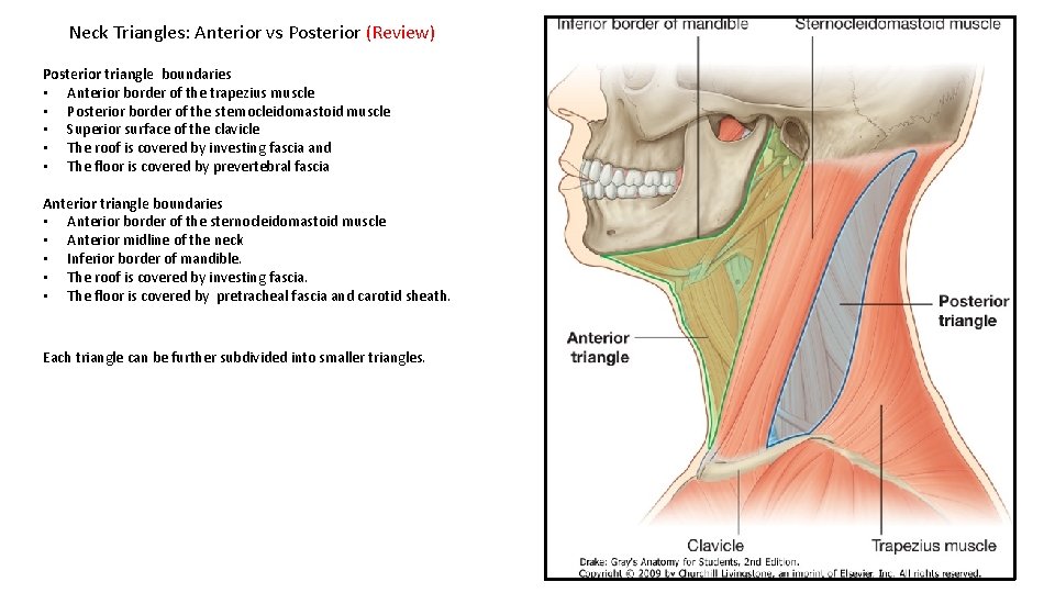 Neck Triangles: Anterior vs Posterior (Review) Posterior triangle boundaries • Anterior border of the