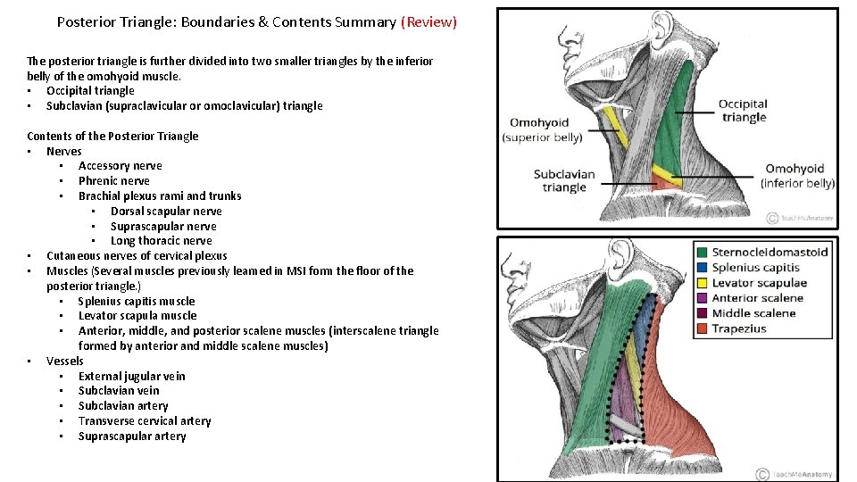 Posterior Triangle: Boundaries & Contents Summary (Review) The posterior triangle is further divided into