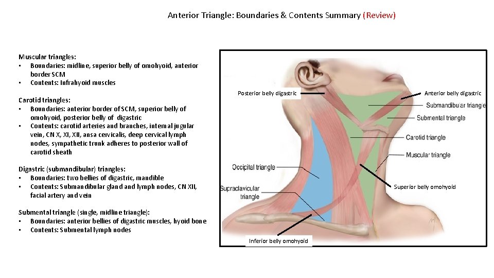Anterior Triangle: Boundaries & Contents Summary (Review) Muscular triangles: • Boundaries: midline, superior belly
