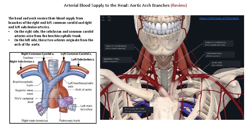 Arterial Blood Supply to the Head: Aortic Arch Branches (Review) The head and neck