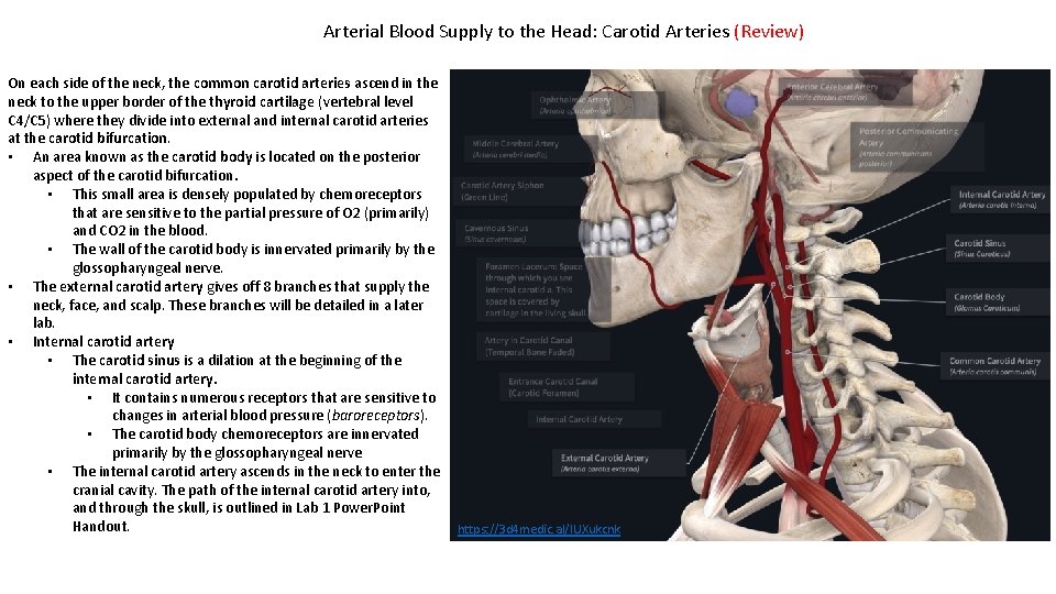 Arterial Blood Supply to the Head: Carotid Arteries (Review) On each side of the