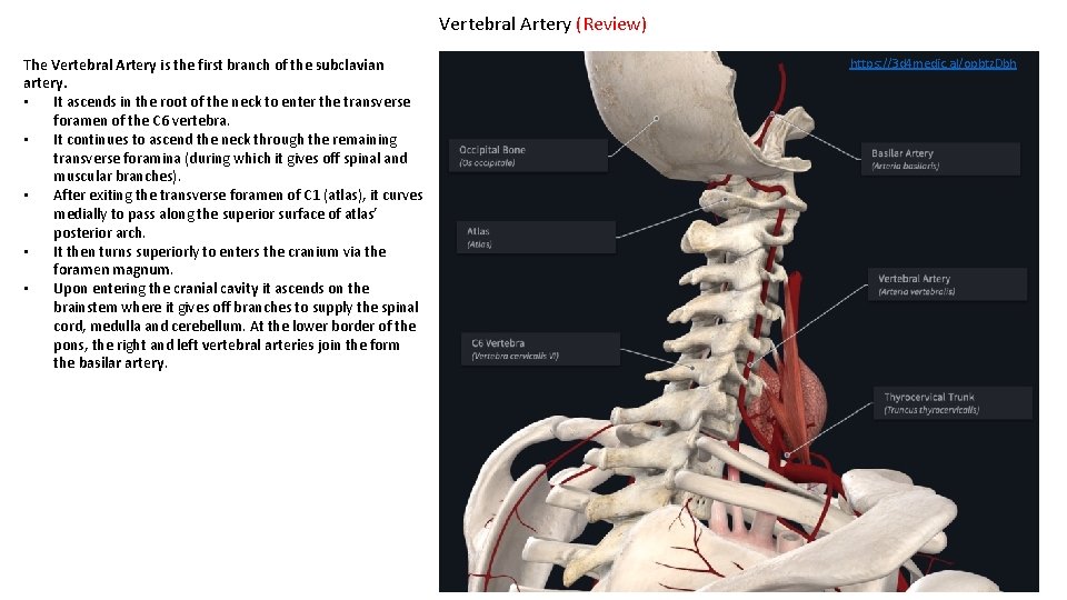 Vertebral Artery (Review) The Vertebral Artery is the first branch of the subclavian artery.
