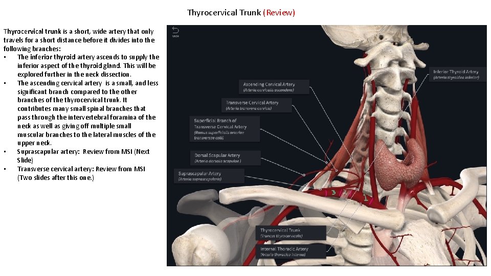 Thyrocervical Trunk (Review) Thyrocervical trunk is a short, wide artery that only travels for