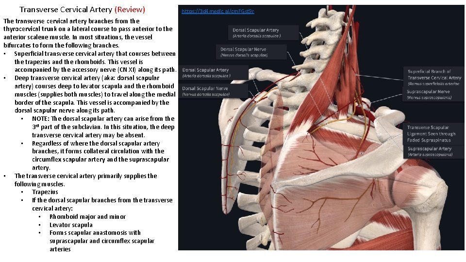 Transverse Cervical Artery (Review) The transverse cervical artery branches from the thyrocervical trunk on