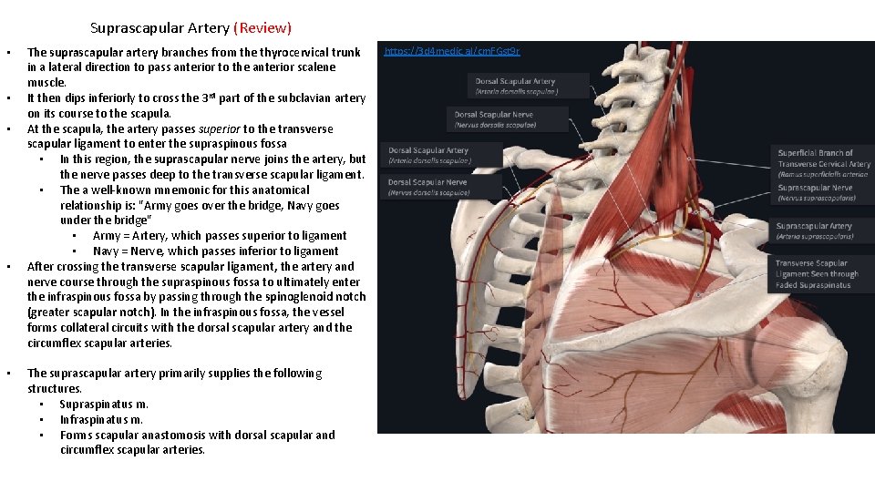 Suprascapular Artery (Review) • • • The suprascapular artery branches from the thyrocervical trunk
